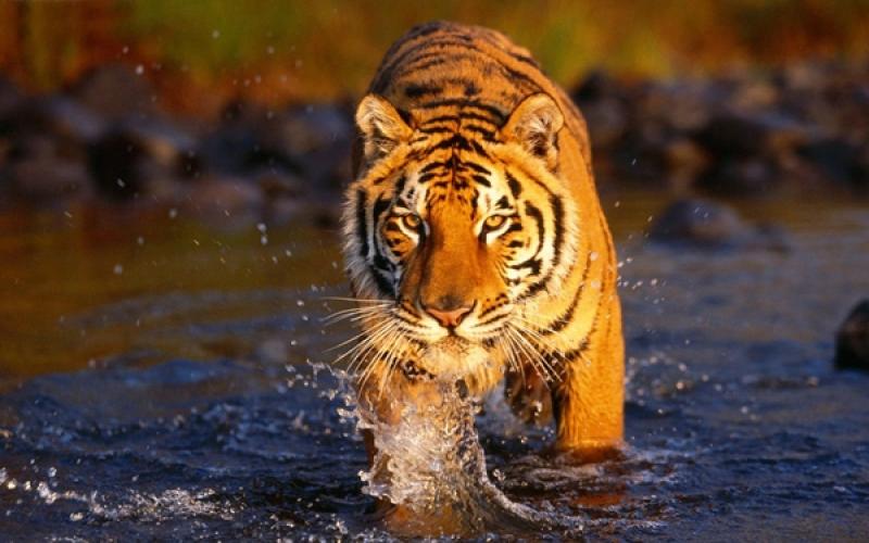 Delhi to Ranthambore Tour By Urbania Car: Rajasthan Wildlife